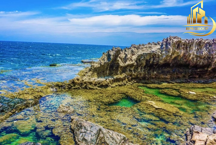 Rạn san hô nghìn năm tuổi